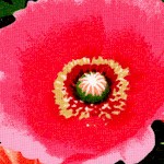 Bloom - Vibrant Poppies by Maria Kalinowski - LTD. YARDAGE AVAILABLE (1.125 YARDS) MUST BE PURCHASED