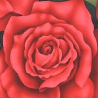 Lavish Florals - Magnificent Roses