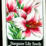 Everyday Favorites - Rows of Flower Seed Packets