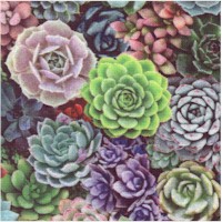 FLO-succulents-Z312