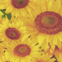 Floral Vignettes - State Flowers Volume 1 Sunflowers - Kansas
