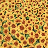 FLO-sunflowers-AA748