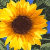 Large Leafy Sunflowers on Blue