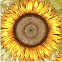 Abbey’s Garden - Bold Sunflowers