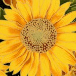 Shades of the Season 7 - Gilded Sunflowers- LTD. YARDAGE AVAILABLE