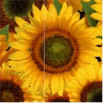 Sunflowers - Packed Blooms