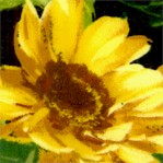 Sunflower Splash