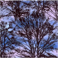Earth Spirit - Twilight Trees by Dawn Maher