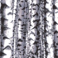 Landscapes - Packed Birch Trees Up Close by Whistler Studios