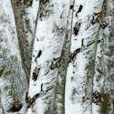 Packed Birch Trees