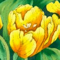 Color Profusion - Beautiful Tulips in Yellow by Susie Robbins