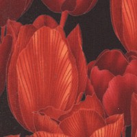 FLO-tulips-Z981