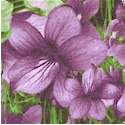 State Flowers - Violets