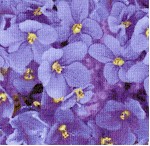 Shades of Violet - Packed Violets