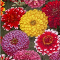 Zinnias Up Close