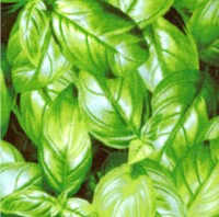 Farmers Market - Fresh Herb Basil