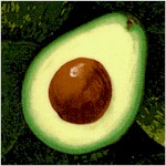 Real Avocados Up Close - LTD. YARDAGE AVAILABLE (.75 YD.) MUST BE PURCHASED IN FULL