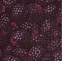 FB-blackberries-CC846