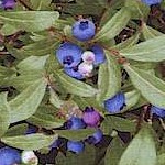 Berry Good - Blueberry Bushes Up Close