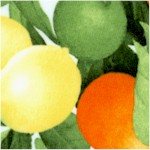 FB-citrus-Y385