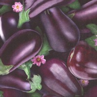 Fresh - Packed Eggplant