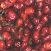 Fresh - Packed Red Cherries