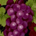 Gorgeous Grapevines on Black- BACK IN STOCK!