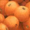 Real Oranges Up Close!