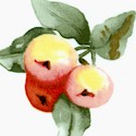 In Love with Nature - Tossed Peaches by Susan Branch