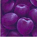 Farmer Johns Market - Packed Plums- BACK IN STOCK!