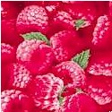 Berry Good - Luscious Raspberries Up Close - BACK IN STOCK!