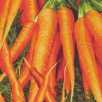 Farmers Market - Beautiful Bunches of Carrots