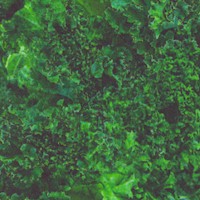 Fresh - Real Kale Up Close by Dan Morris