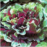 Farmer Johns Organic Kale