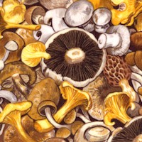 Eat - Packed Exotic Mushrooms