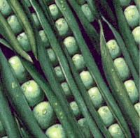 Farmers Market - Green Peas in Pods