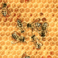 AN-bees-CC154