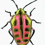 AN-beetles-W546