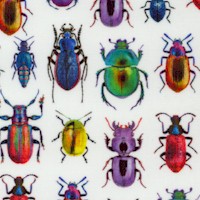 One of a Kind - Colorful Beetles on White (Digital) by Whistler Studios
