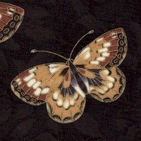 Kyomi - Elegant Gilded Butterflies by Anna Fishkin