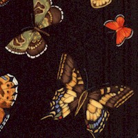 Wing Dreams - Butterflies on Black by Cedar West