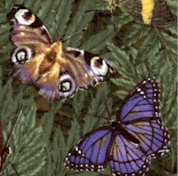 Mariposa - Exquisite Butterflies on Foliage