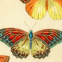 AN-butterfly-U281