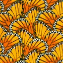 Packed Monarch Butterfly Wings - BACK IN STOCK!