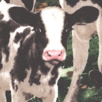 Packed Cows - SALE! (MINIMUM PURCHASE 1 YARD)