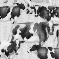 Buttermilk Farmestead - Handsome Cows in Black and White by Grace Pupp