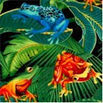 Real Rainforest Frogs