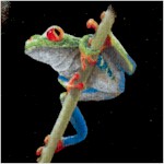 Amazing Frogs (Digital)