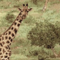 Born Free - Real Giraffes