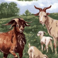Real Goats - Out Standing in Their Field